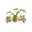 ELK Home Huarco 16050 Sage Green 2 Lights Wall Sconce